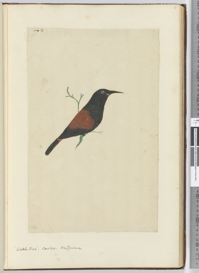 F.18 Wattle fugl. Gjøk. New Zealand, 1772–75 (wc) av Isaac Smith