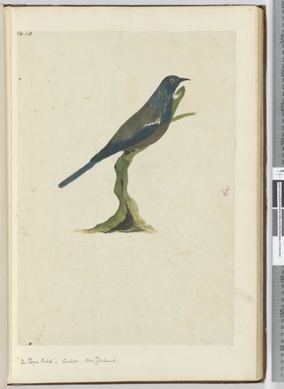 F.20 Poyafuglen, gjøk. New Zealand, 1772–75 (wc) av Isaac Smith