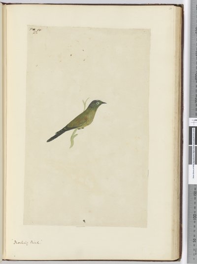 F.22 Spotfugl, 1772–75 (wc) av Isaac Smith