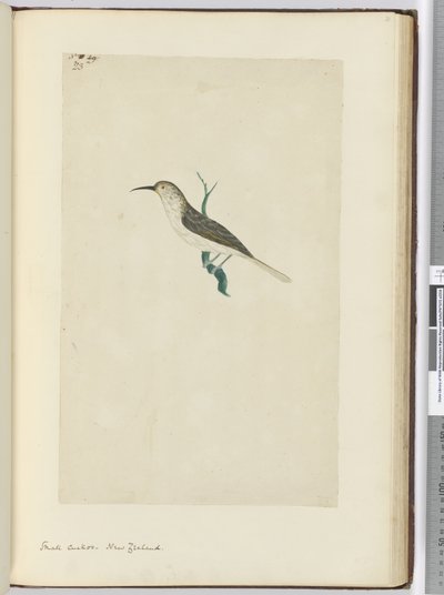 F.23 Liten gjøk. New Zealand, 1772–75 (wc) av Isaac Smith