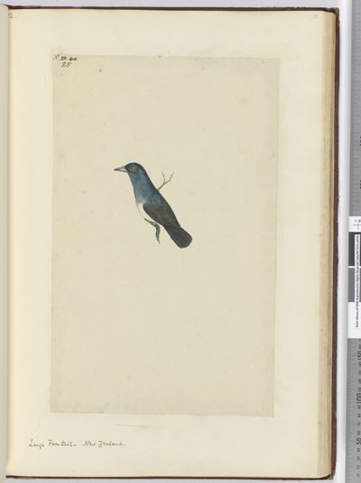 F.25 Stor viftehale. New Zealand, 1772–75 (wc) av Isaac Smith