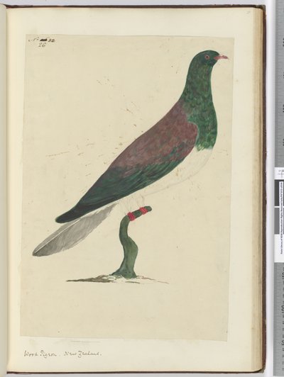 F.26 Skogdue. New Zealand, 1772–75 (wc) av Isaac Smith
