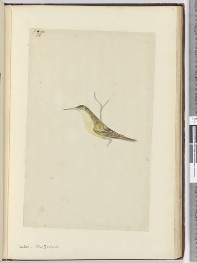 F.28 Gjøk. New Zealand, 1772–75 (wc) av Isaac Smith