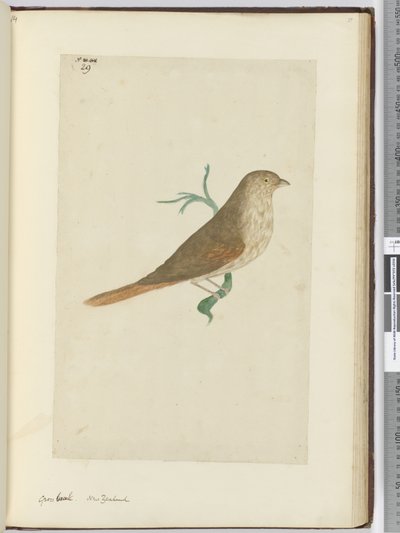 F.29 Grovnebb. New Zealand, 1772–75 (wc) av Isaac Smith