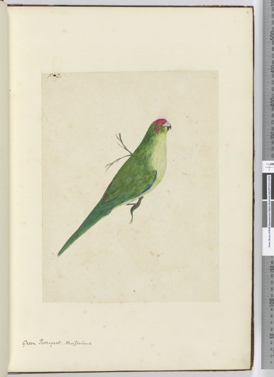 F.2 Grønn parkett. New Zealand, 1772–75 (wc) av Isaac Smith