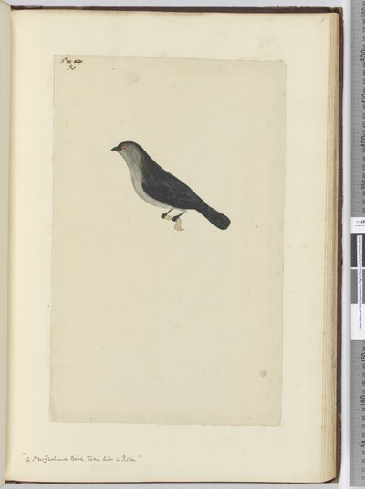 F.30 En New Zealand fugl tam som en rødstrupe, 1772-75 (wc) av Isaac Smith