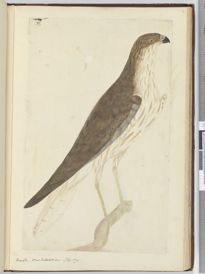 F.32 Hawk. Ny Caledonia. (sept. 1774), 1772–75 (wc) av Isaac Smith