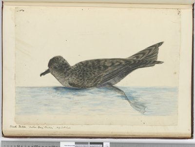F.36 Svart pintado. Mor Careys kylling. Høy sør lat., 1772-75 (wc) av Isaac Smith