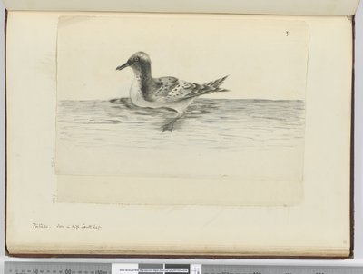 F.37a Pintado. Sett i høy sør lat., 1772-75 (wc) av Isaac Smith
