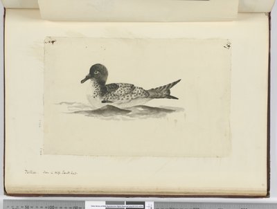 F.37b Pintado. Sett i høy sør lat., 1772-75 (wc) av Isaac Smith