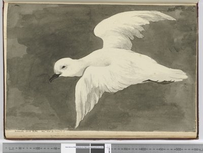 F.39 Antarktisk hvit petrel. Sett lat. 60 til lat. 71 S., 1772-75 (wc) av Isaac Smith