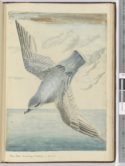 F.40 Blåpetrel. Dusky Bay New Zealand. I høy S. lat., 1772-75 (wc) av Isaac Smith