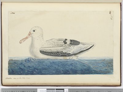 F.43 Albatross. Sett til sjøs høy S. lat., 1772-75 (wc) av Isaac Smith