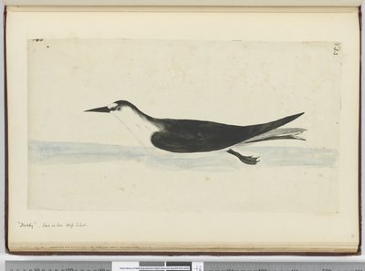 F.44 Noddy. Sett til sjøs høy S. lat., 1772-75 (wc) av Isaac Smith