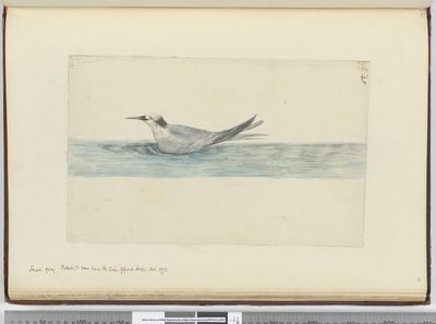 F.45 Liten grå petrel(?) sett nær Kapp det gode håp. oktober 1772, 1772–75 (wc) av Isaac Smith