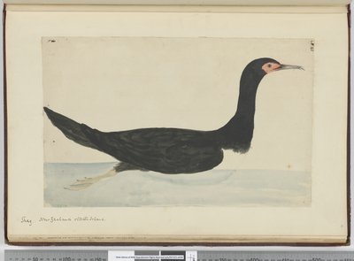 F.48 Shag. New Zealand og Staten Island, 1772–75 (wc) av Isaac Smith