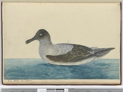 F.49 Liten albatross sett i lat. 65 S., 1772-75 (wc) av Isaac Smith