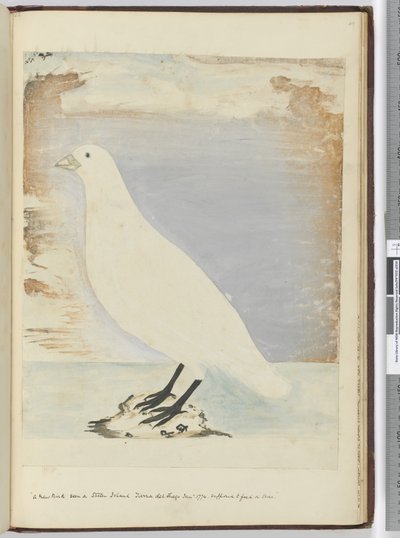 F.51 En ny fugl sett på Staten Island Tierra del Fuego januar 1774. Antatt å spise på land, 1772-75 (wc) av Isaac Smith