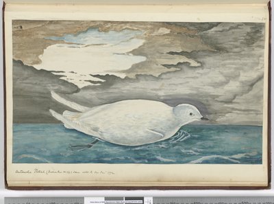F.53 Antarktis petrel (mindre enn nr. 29) sett med isen jan. 1772, 1772-75 (wc) av Isaac Smith