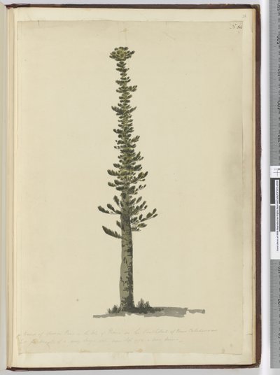 F.54 Slags granfuru på Isle of Pines på sørenden av Ny-Caledonia og høy for master av veldig stor sort. Sett september 1774..., 1772-75 (wc) av Isaac Smith