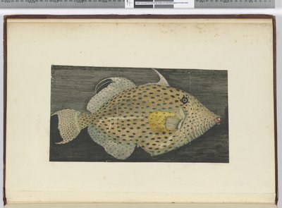 F.55 En fisk kalt Old Wife of S. Jago, 1772-75 (wc) av Isaac Smith
