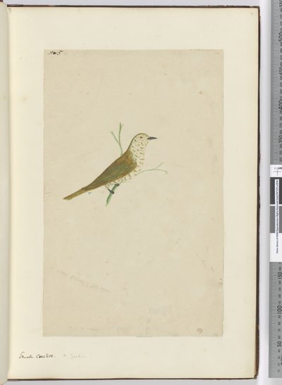 F.5 Liten gjøk. New Zealand, 1772–75 (wc) av Isaac Smith
