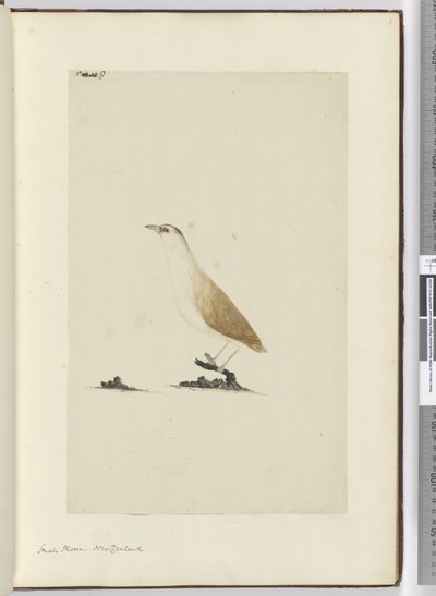 F.8 Småhår. New Zealand, 1772–75 (wc) av Isaac Smith