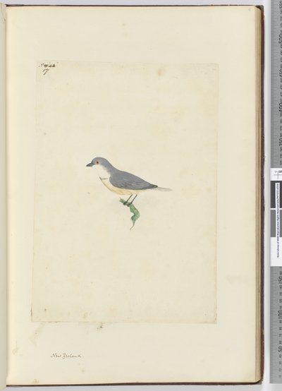 f.17 Uidentifisert New Zealand-fugl, 1772-75 (wc) av Isaac Smith
