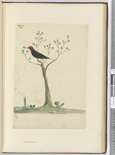 f.24 Nye Hebridene ?, 1772-75 (wc) av Isaac Smith