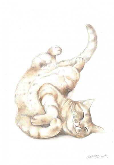 Avslappet katt av Isabelle Brent