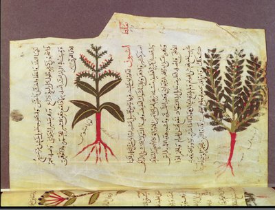 Ms. Arabe 4947 fol.84, Planter fra en avhandling av Dioscoride, 1200-tallet av Islamic School