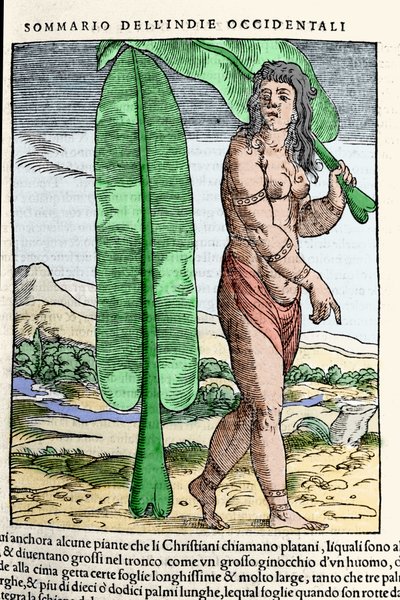 En vestindisk innfødt som står ved et tobakksblad. Gravering fra boken "" Navigationi and Viaggi"" vol. III av Giovanni Battista Ramusio (1485-1557), Venezia 1565. av Italian School