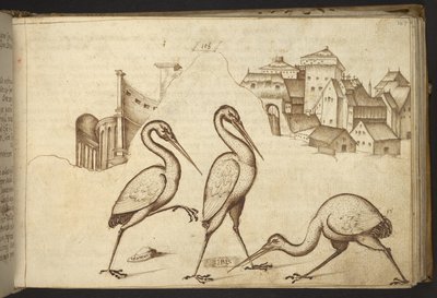 Legge til. 82955, f.107   Ibiser (