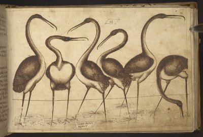 Legge til. 82955, f.110 Fugler. , fra Historia Animalium, (bestående av 245 penn-og-blekk-tegninger av forskjellige dyrearter og mytiske skapninger, hver ledsaget av en beskrivelse.) 1595 av Italian School