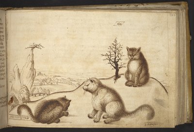 Legge til. 82955, f.183 Villkatter (