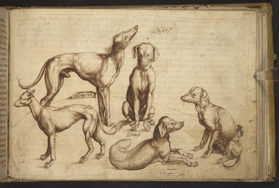 Legge til. 82955, f.206 Hunder av forskjellige raser ("canis").  , fra Historia Animalium, (bestående av 245 penn-og-blekk-tegninger av forskjellige dyrearter og mytiske skapninger, hver ledsaget av en beskrivelse.)    1595 av Italian School