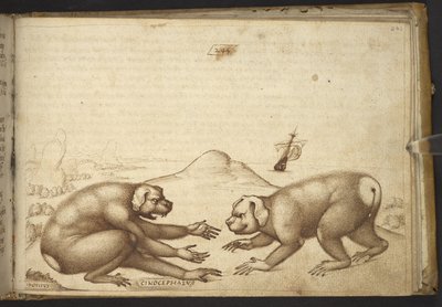Legge til. 82955, f.244 Hundelignende skapninger som kjemper ('Cinocephalus')., fra Historia Animalium av Italian School