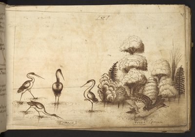 Legge til. 82955, f.26 Vadefugler (