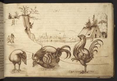 Legge til. 82955, f.37   Kyllinger (