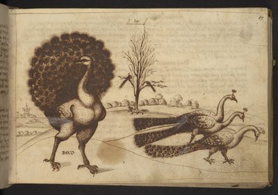Legge til. 82955, f.53 Påfugler (