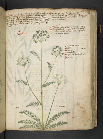 Legg til MS 41623 'A herbal', Belluno (blekk og farge på vellum) av Italian School