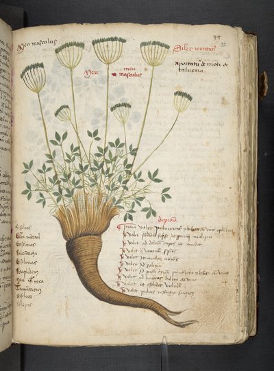 Legg til MS 41623 'A herbal', Belluno (blekk og farge på vellum) av Italian School
