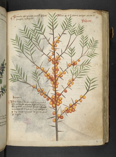Legg til MS 41623 'A herbal', Belluno (blekk og farge på vellum) av Italian School