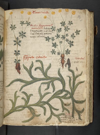 Legg til MS 41623 'A herbal', Belluno (blekk og farge på vellum) av Italian School