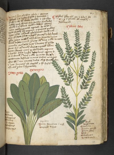 Legg til MS 41623 'A herbal', Belluno (blekk og farge på vellum) av Italian School