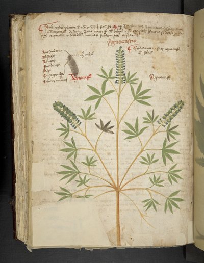 Legg til MS 41623 f.101v 