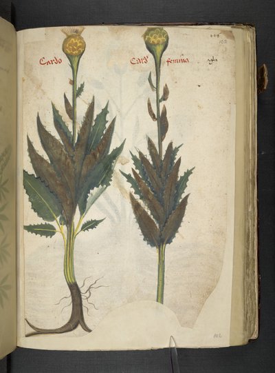 Legg til MS 41623 f.102r Cardo 