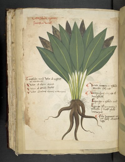 Legg til MS 41623 f.103v Confolida, fra 