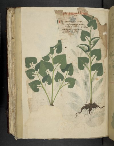 Legg til MS 41623 f.104v Anthurium, fra 