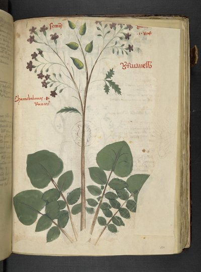 Legg til MS 41623 f.110r 